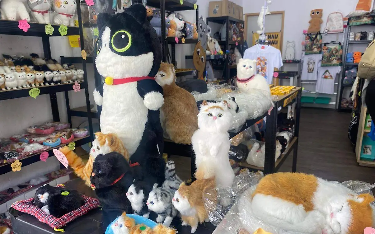 Tienda con temática gatuna ubicada en el centro de Guadalajara